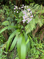 Spathoglottis pacifica, photograph author not stated, no rights reserved