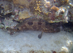 Epinephelus adscensionis