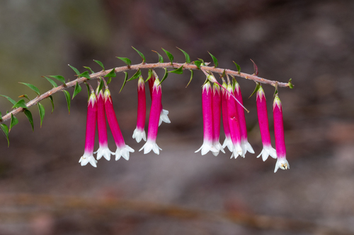 Epacris longiflora, photograph 5