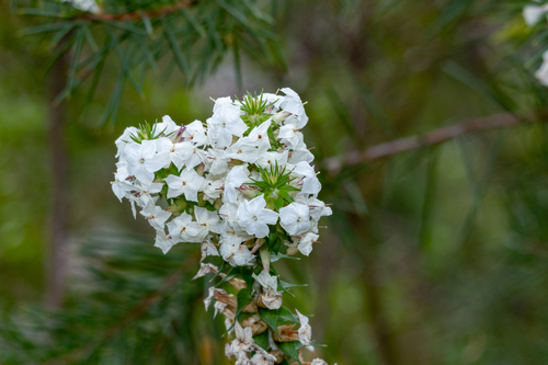 Woollsia pungens
