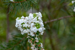 Woollsia pungens