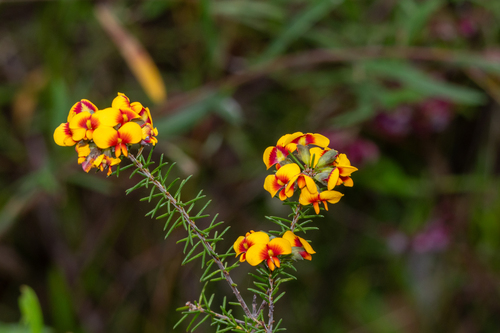 Dillwynia retorta