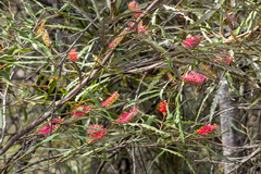 Grevillea longifolia