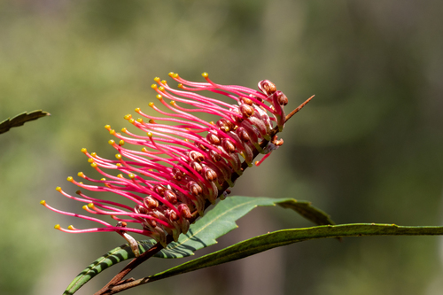 Grevillea longifolia, photograph 1
