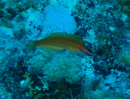 Pseudocoris yamashiroi observed 2026-08-03