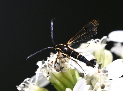 Dogwood Borer Moth photo 5
