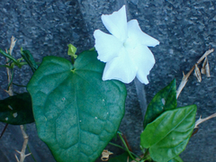 Thunbergia fragrans