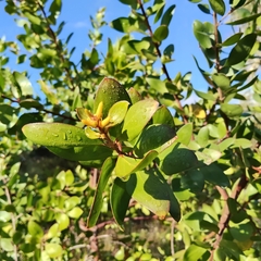 Persoonia stradbrokensis
