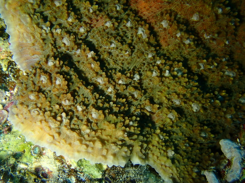 Oxypora lacera observed 2026-08-03
