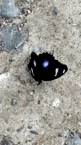 Great Eggfly