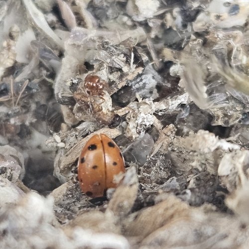 Convergent Lady Beetle