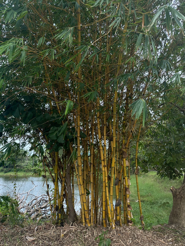 common bamboo