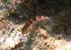 Malacoctenus triangulatus