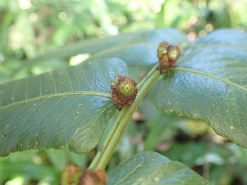 Diplazium proliferum observed 2026-07-07
