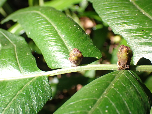 Diplazium proliferum, photograph 1