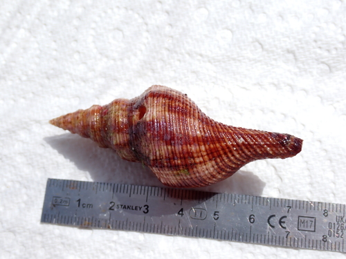 Fasciolaria filamentosa observed 2026-08-03