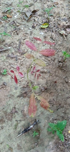 Schleichera oleosa observed 2026-08-18