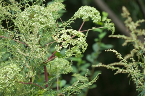 Dahurian Angelica