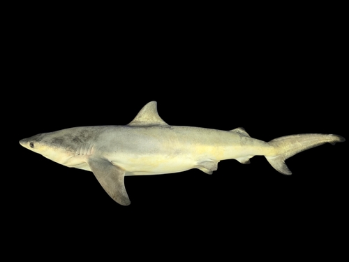 Bull Shark