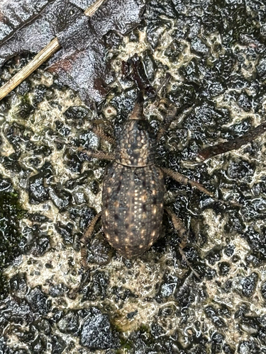 Sipalinus gigas