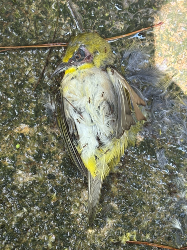 Swinhoe's White-eye