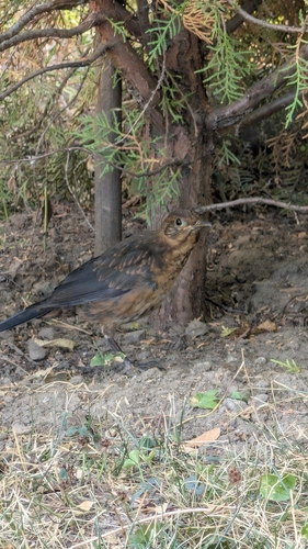Eurasian Blackbird