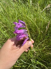 Gladiolus tenuis