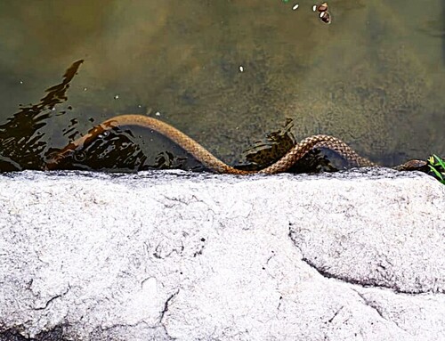 Chequered Keelback