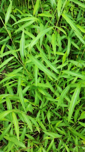 Microstegium japonicum observed 2026-08-24