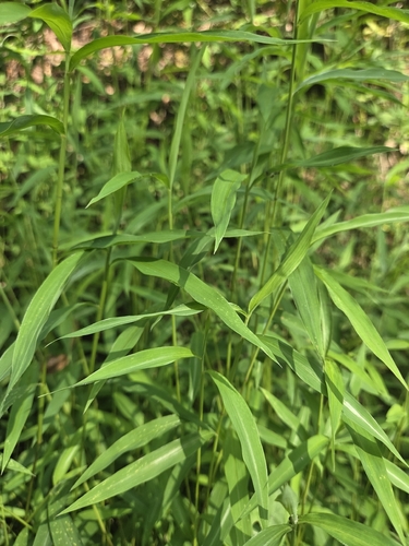 Microstegium japonicum observed 2026-08-24