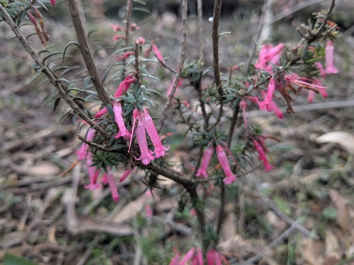 Common Heath