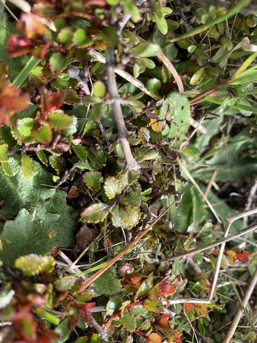 Gaultheria depressa, photograph 5