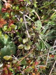 (c) Lorraine Cook, some rights reserved (CC BY) Gaultheria depressa, photograph (c) Lorraine Cook, some rights reserved (CC BY)