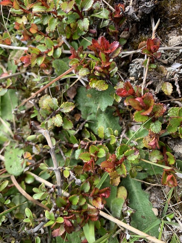 Gaultheria depressa, photograph 6
