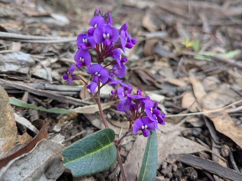 False Sarsaparilla