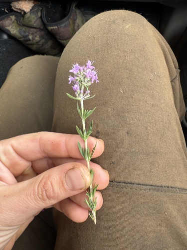 Thymus pallasianus
