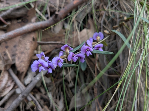 common hovea