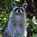Common Raccoon - Photo (c) Brett Jackson, some rights reserved (CC BY-NC), uploaded by Brett Jackson