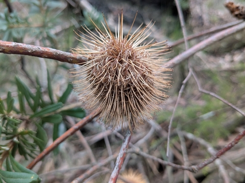 Silver Banksia