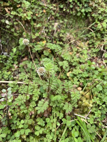 Acaena anserinifolia, photograph 6