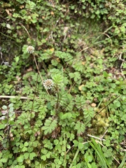 Acaena anserinifolia, photograph (c) Lorraine Cook, some rights reserved (CC BY)