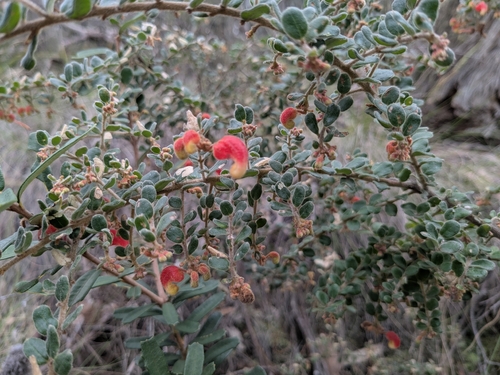 Mountain Grevillea