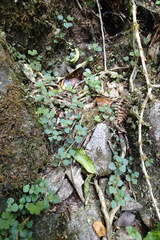 Australina pusilla, photograph (c) Lorraine Cook, some rights reserved (CC BY)
