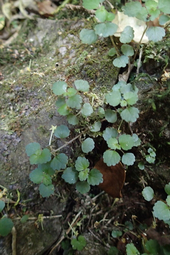 Australina pusilla, photograph 4
