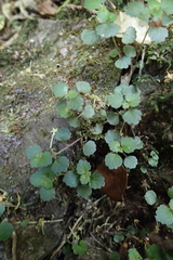 Australina pusilla, photograph (c) Lorraine Cook, some rights reserved (CC BY)