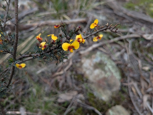 Dillwynia ramosissima