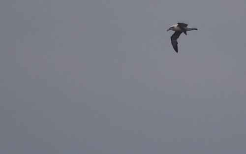 iNaturalist image