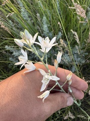 Ornithogalum fischerianum