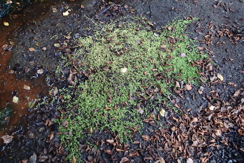 Callitriche stagnalis, photograph 6