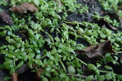 Callitriche stagnalis, photograph 4
